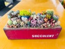 多肉植物のかわいい寄せ植え