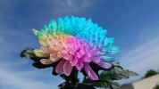 自由研究にもぴったり お花の染色を楽しもう