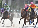 来年の干支・馬の写真を撮りましょう