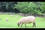 来年の干支・ひつじのおでかけ撮影会